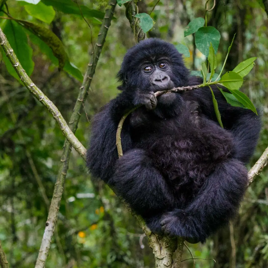 5-days-gorilla-tracking-safaris-in-uganda2