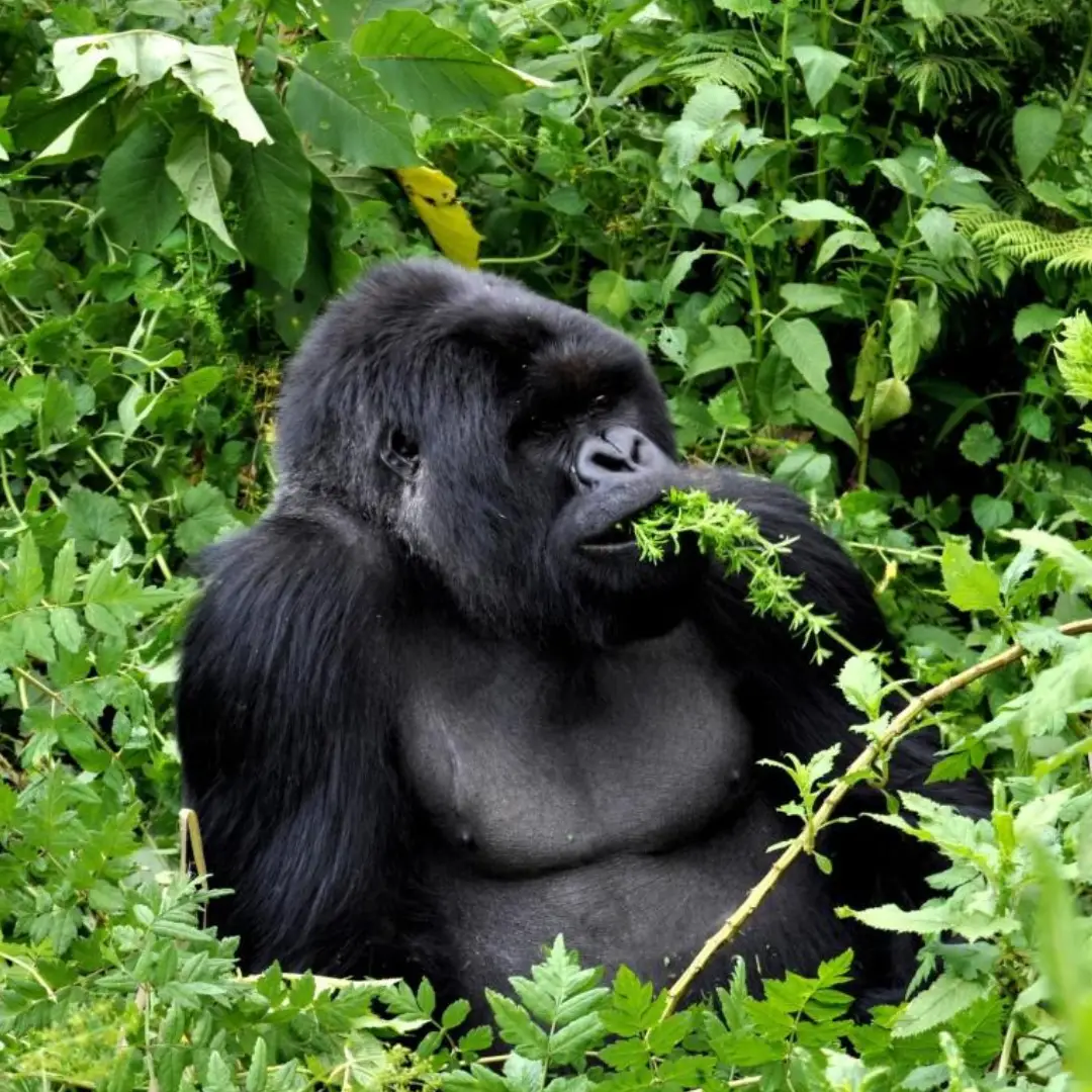 5-days-gorilla-tracking-safaris-in-uganda3