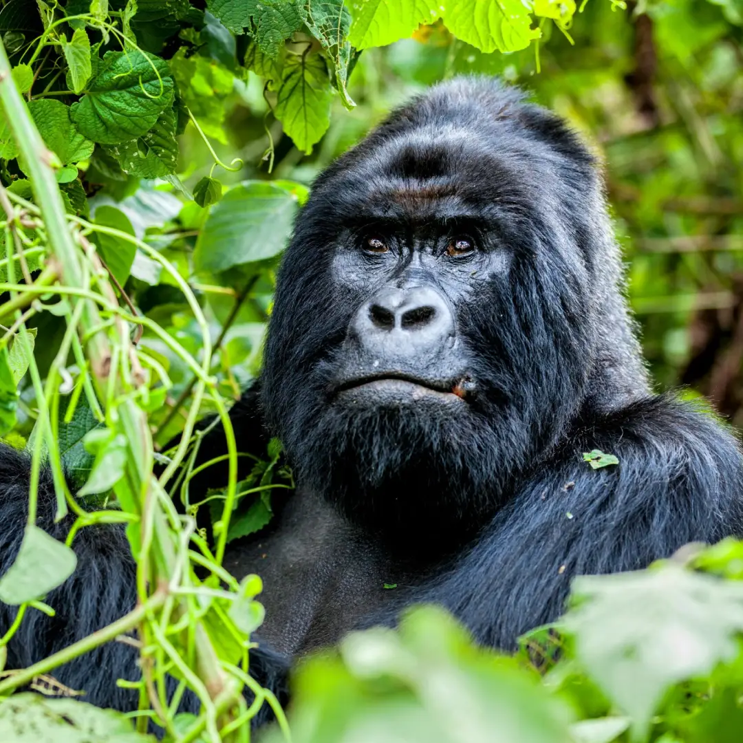 5-days-gorilla-tracking-safaris-in-uganda4