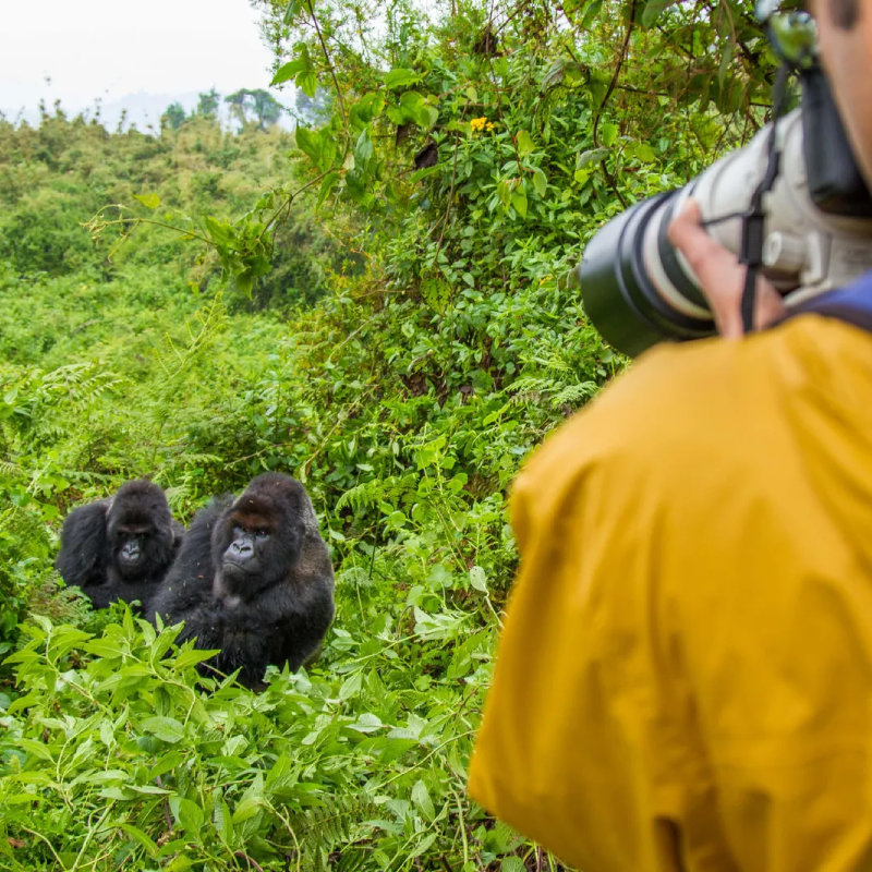 5-days-rwanda-gorilla-trekking-safari-tours-3