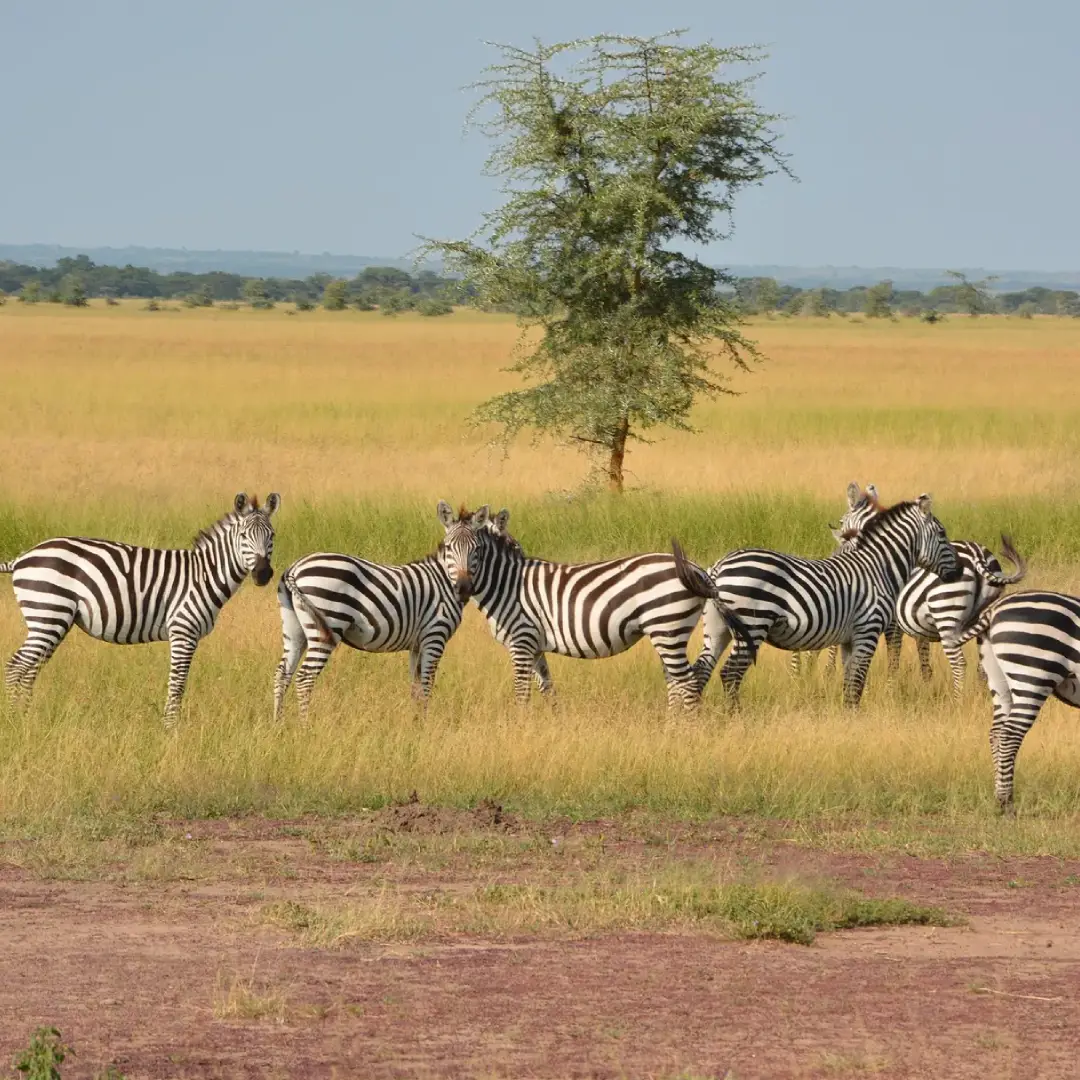 6-days-kenya-classic-safari1
