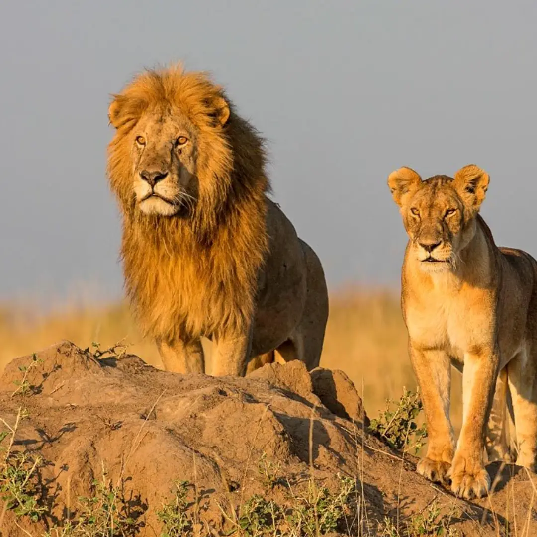 6-days-kenya-classic-safari2