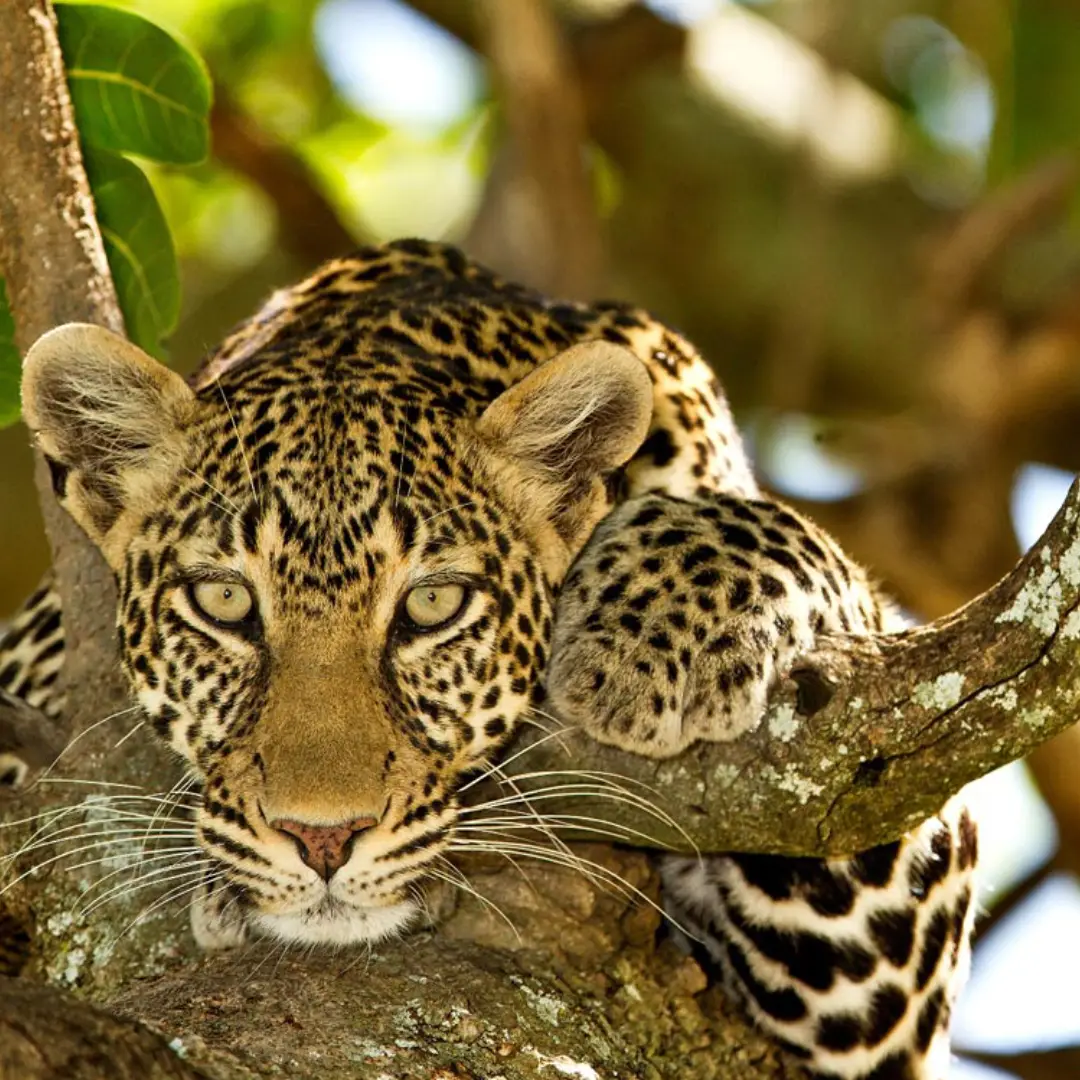 6-days-kenya-classic-safari4