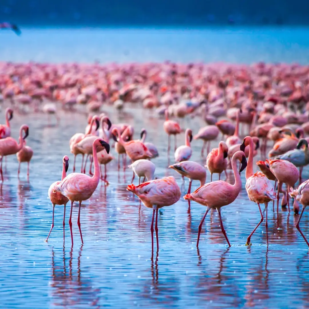 6-days-kenya-luxury-safari2