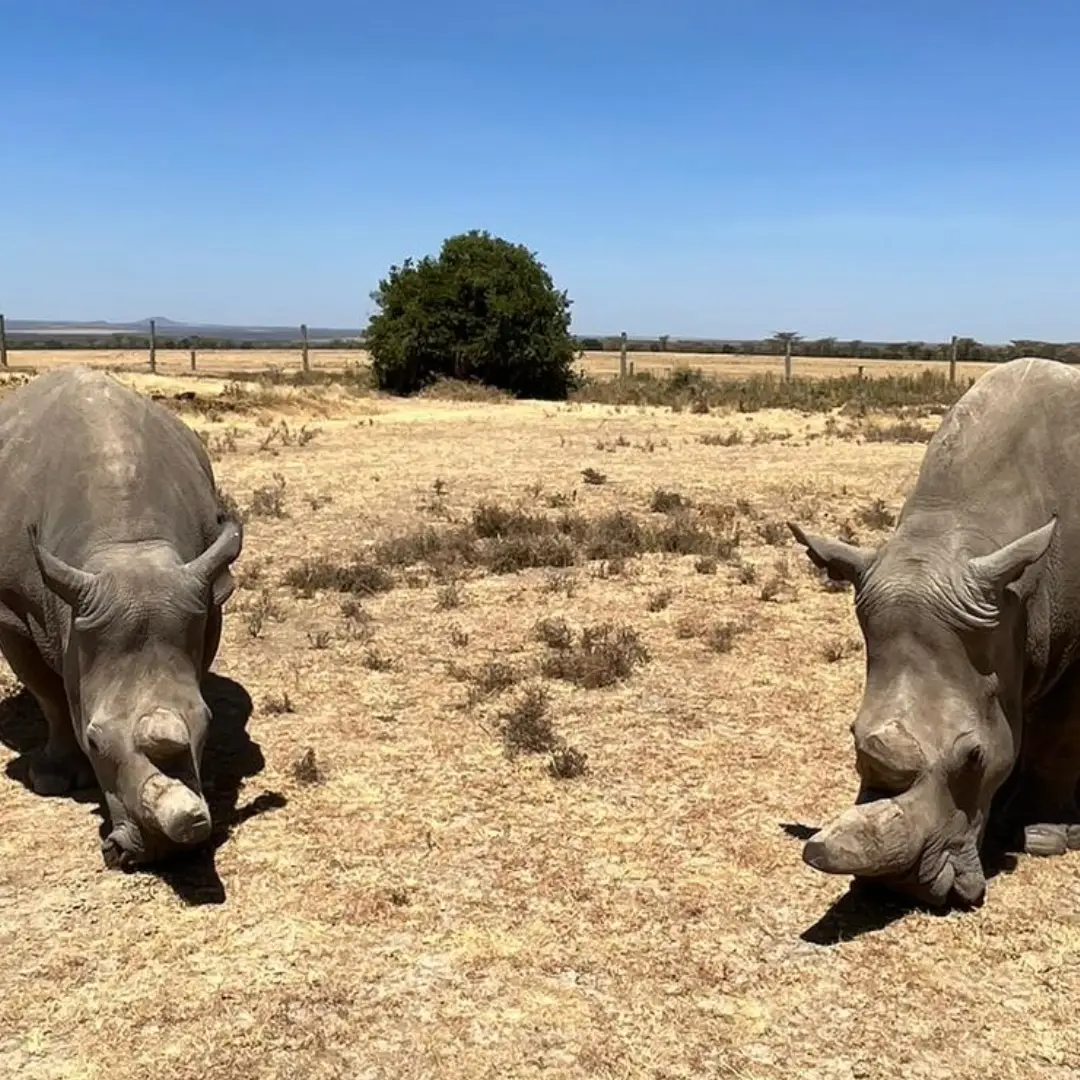 6-days-kenya-luxury-safari3
