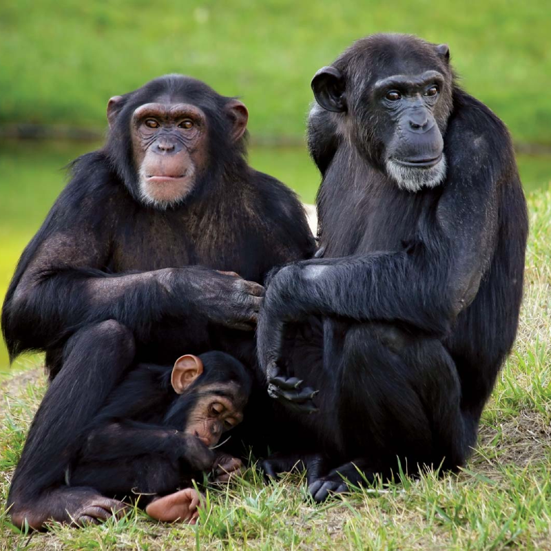 6-days-primate-safaris-rwanda-2