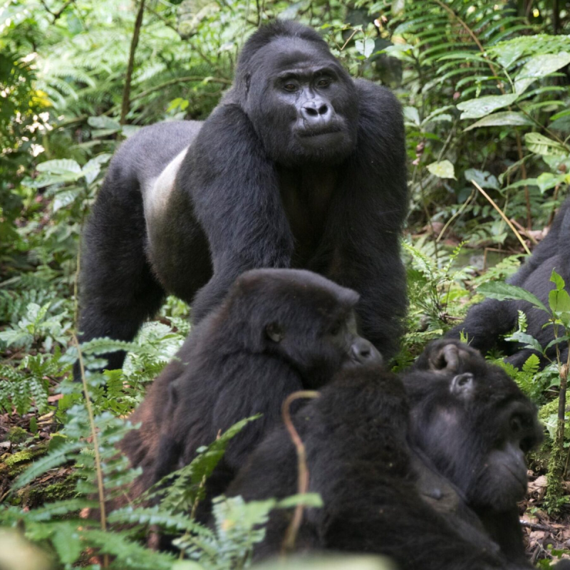 6-days-primate-safaris-rwanda-3