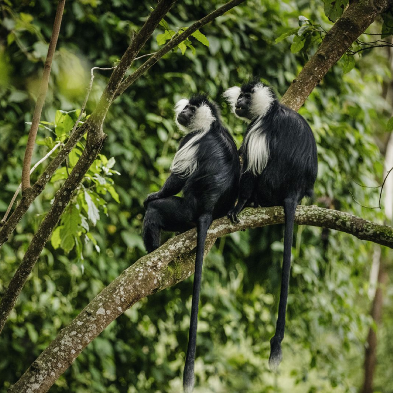 6-days-primate-safaris-rwanda-4