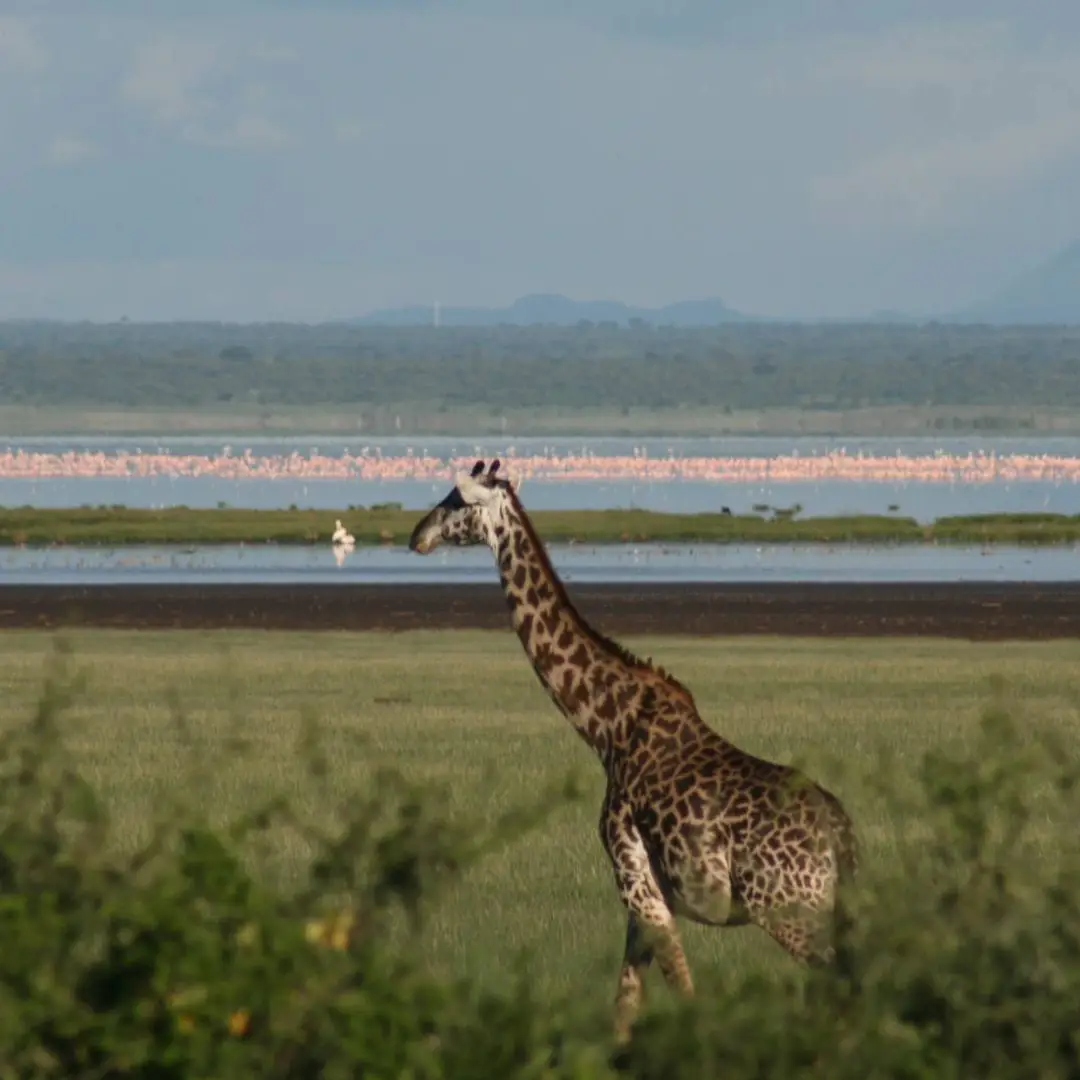 6-days-zanzibar-beach-tanzania-wildlife-safari3