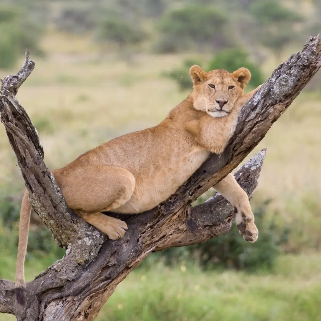 6-days-zanzibar-beach-tanzania-wildlife-safari4