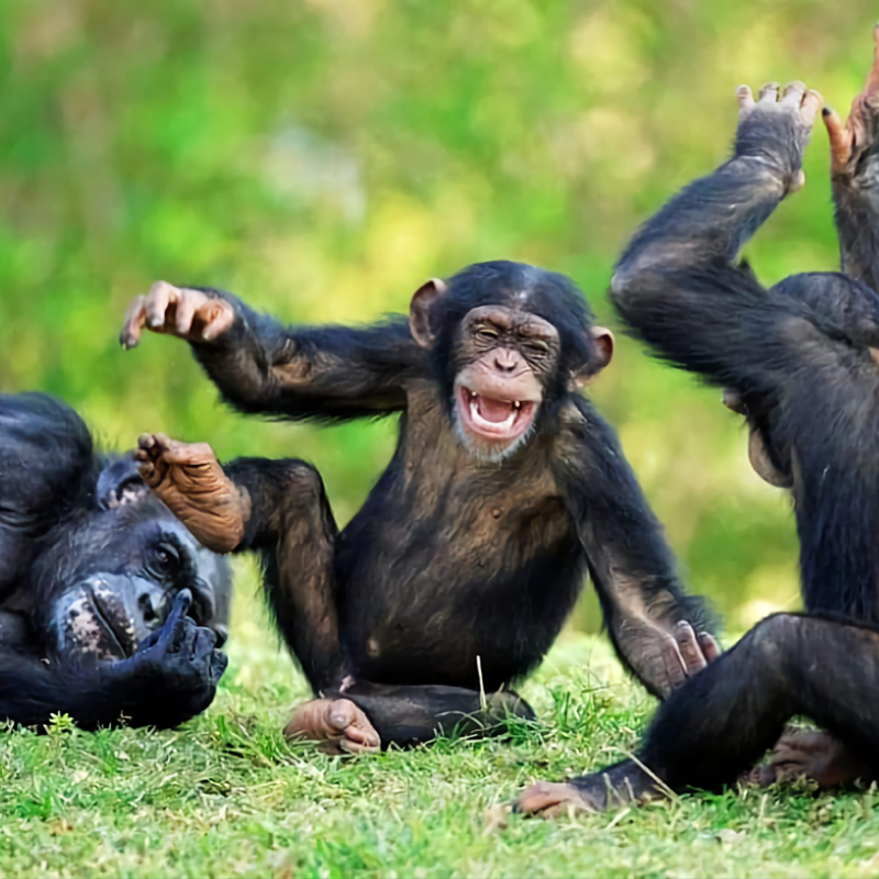 7-days-uganda-chimpanzee-tracking-safaris-1