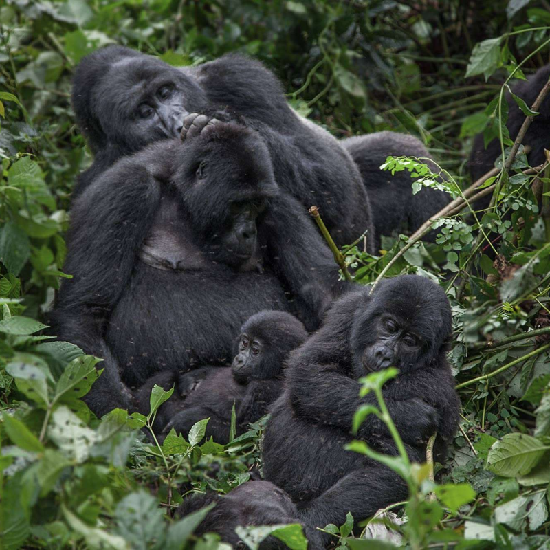 7-days-uganda-chimpanzee-tracking-safaris-3