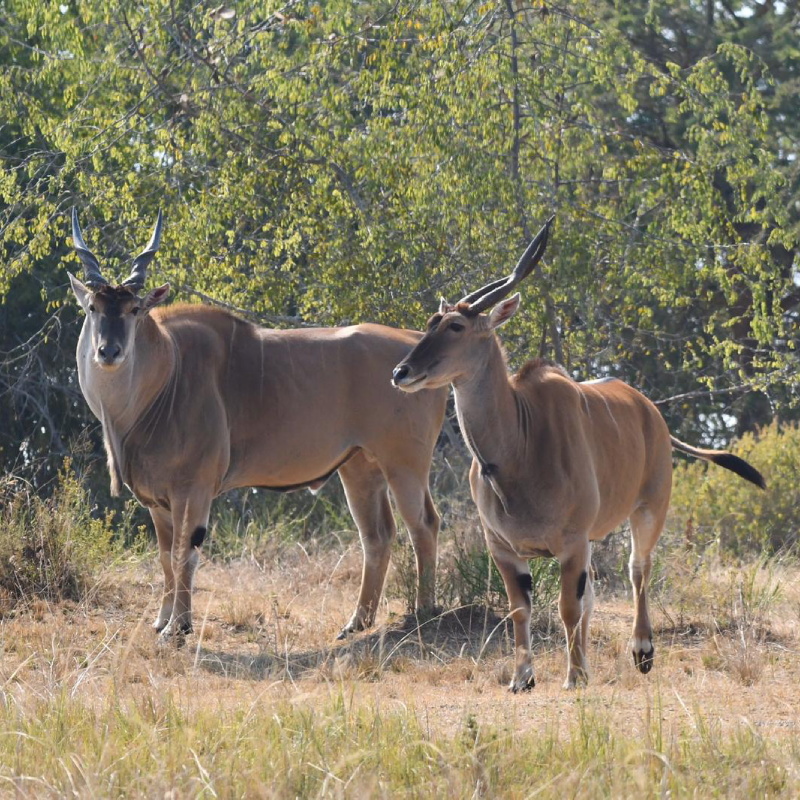 8-days-birding-in-rwanda-3