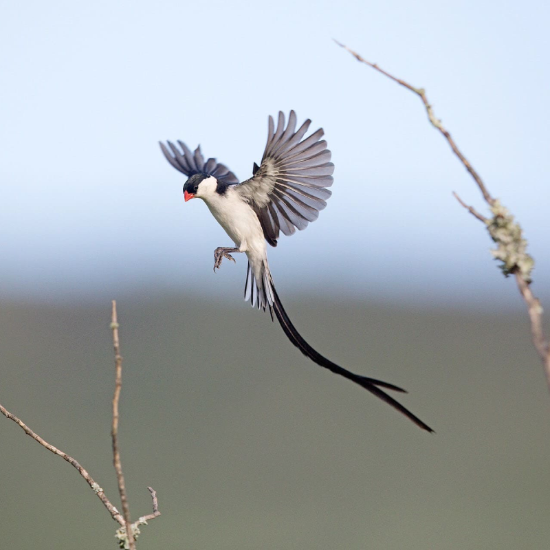 8-days-birding-in-rwanda-4