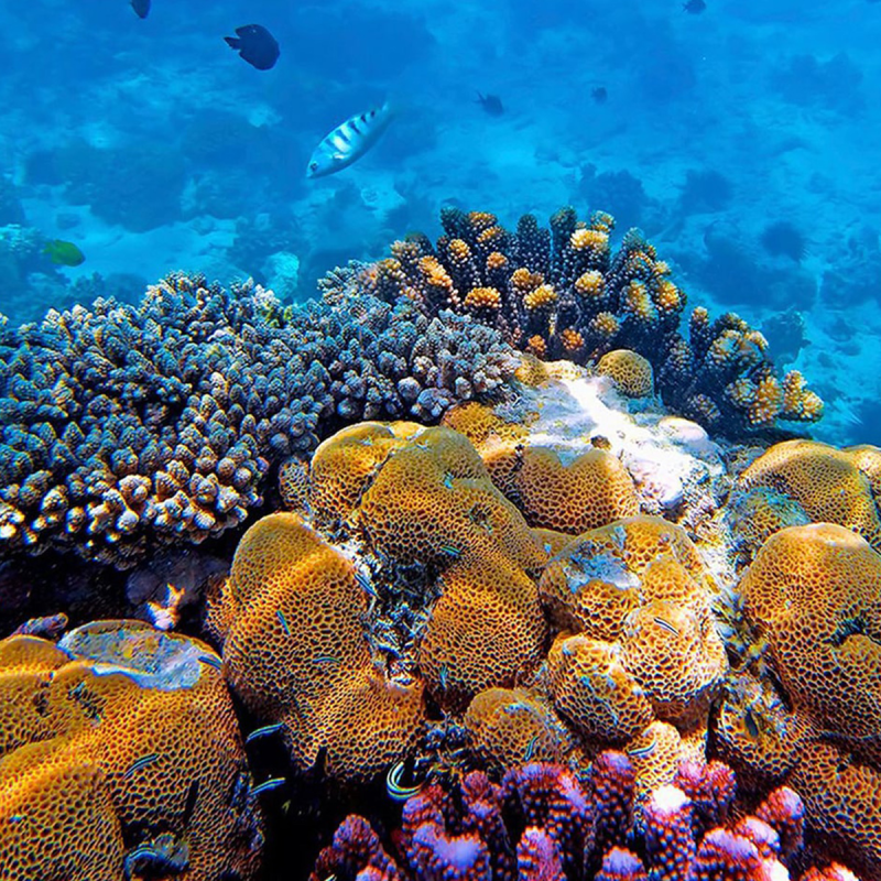 8-days-taste-of-pemba-island-3