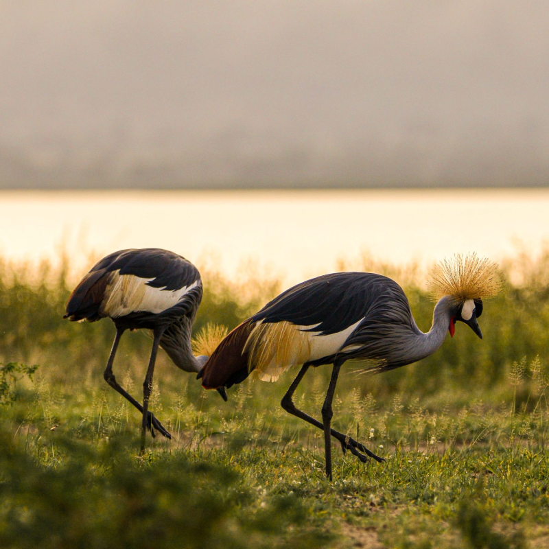 8-days-uganda-birding-safaris-1