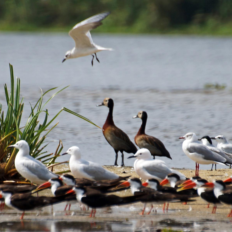 8-days-uganda-birding-safaris-2
