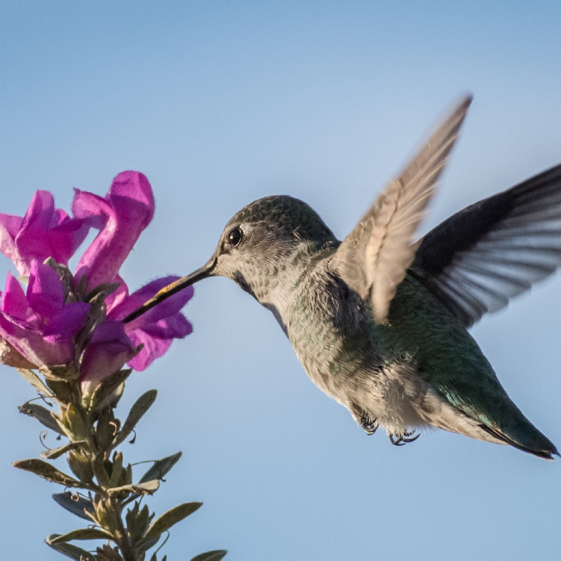 8-days-uganda-birding-safaris-3
