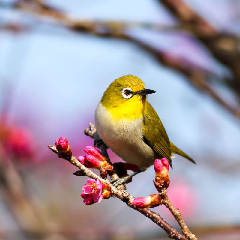 8-days-uganda-birding-safaris-4