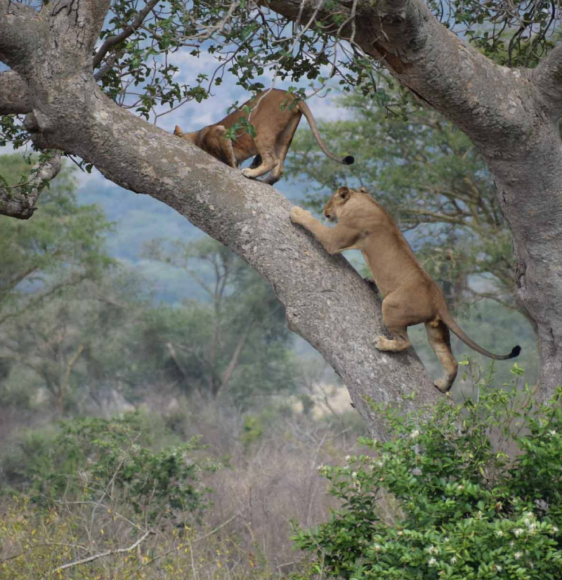 lake-manyara-national-park-4