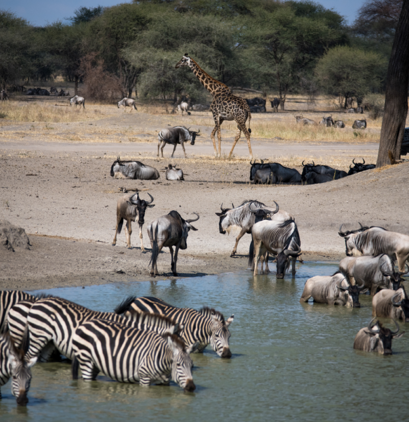 tarangire-national-park-1