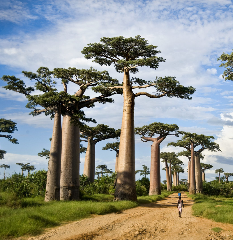tarangire-national-park-4