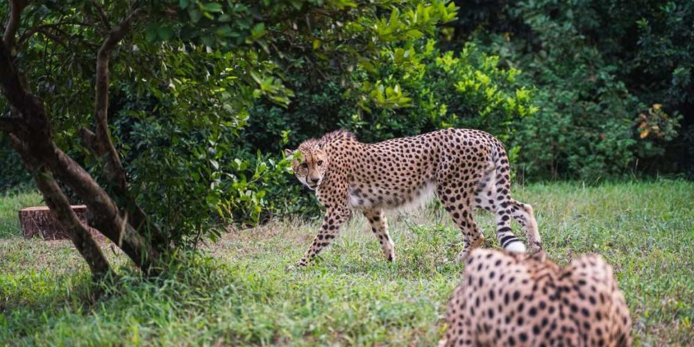 Cheetah’s Rock & Kite Surfing-2 Cheetah’s Rock & Kite Surfing-2