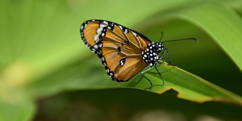 JOZANI FOREST & BUTTERFLIES CENTER TOUR-6