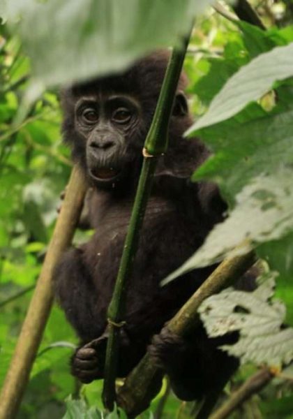 Uganda Travel Guide
