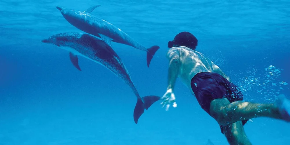 dolphin-tour-1 dolphin-tour-1