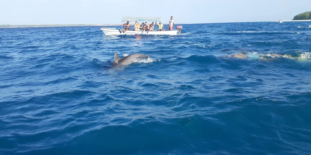 dolphin-tour-4 dolphin-tour-4