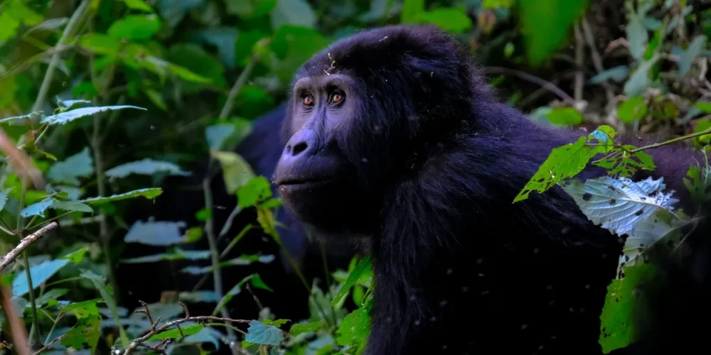 rwanda-safari-cost-3 rwanda-safari-cost-3