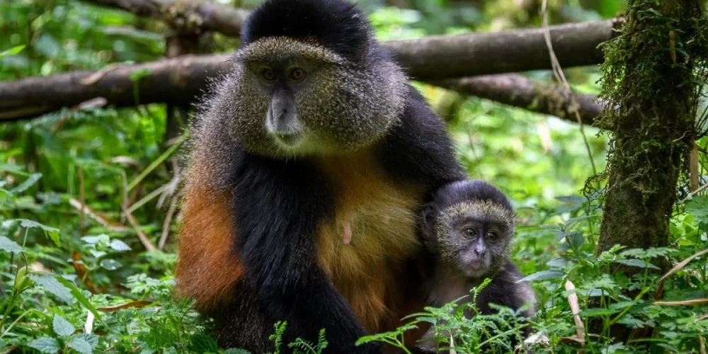 rwanda-safari-cost-5 rwanda-safari-cost-5