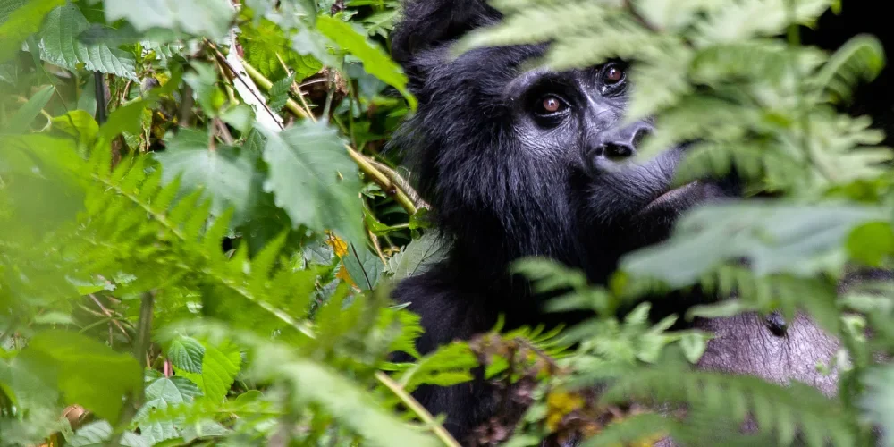 rwanda-safari-cost-7 rwanda-safari-cost-7
