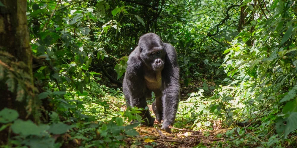 rwanda-safari-cost-8 rwanda-safari-cost-8