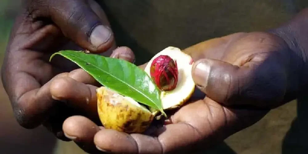 spice-tours-in-zanzibar-4
