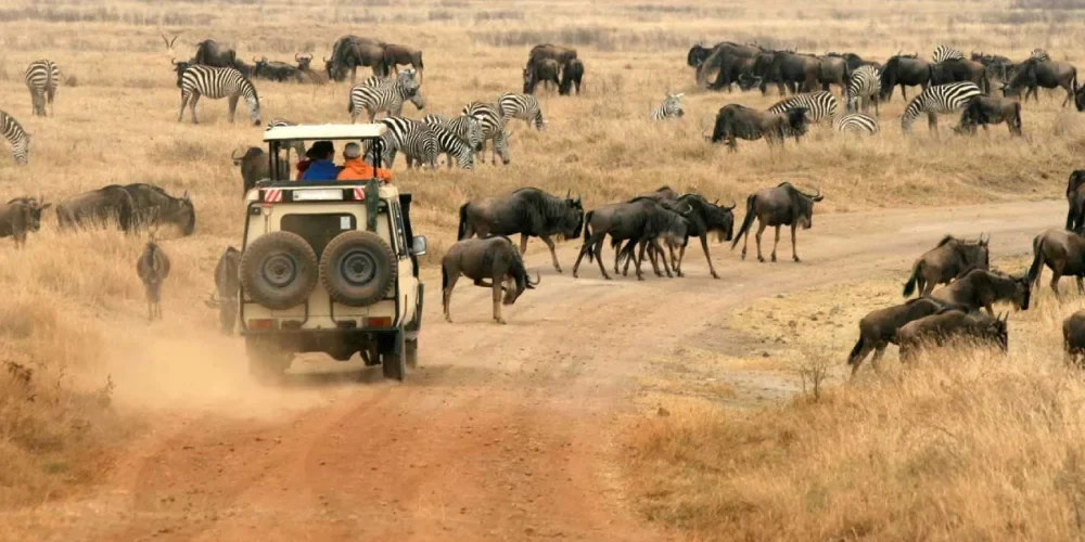 tanzania-safari-cost-4 tanzania-safari-cost-4