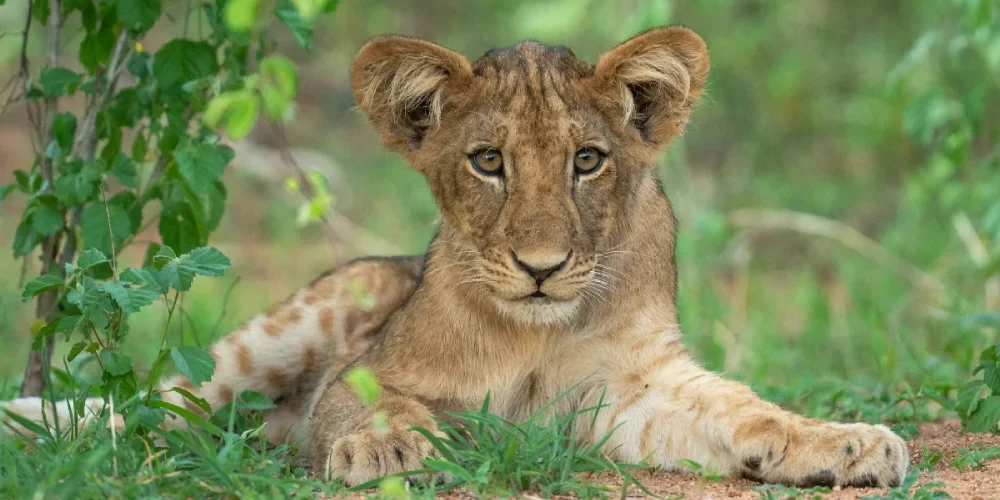 tanzania-safari-cost-6 tanzania-safari-cost-6