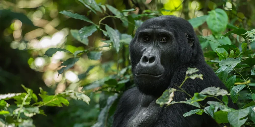 uganda-safari-cost-1 uganda-safari-cost-1