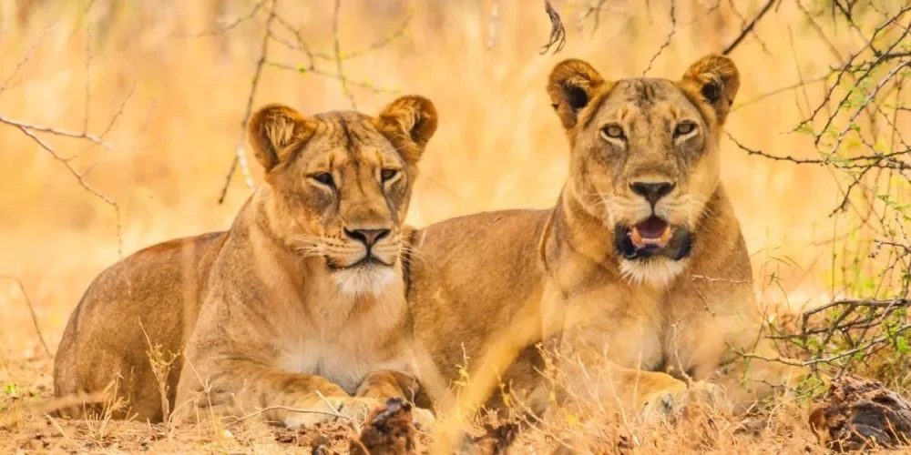 uganda-safari-cost-4 uganda-safari-cost-4