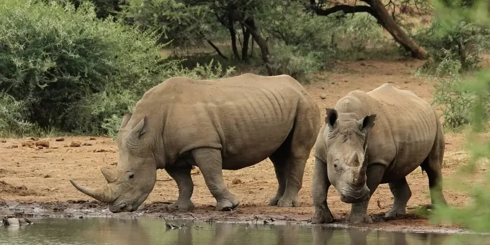uganda-safari-cost-8 uganda-safari-cost-8