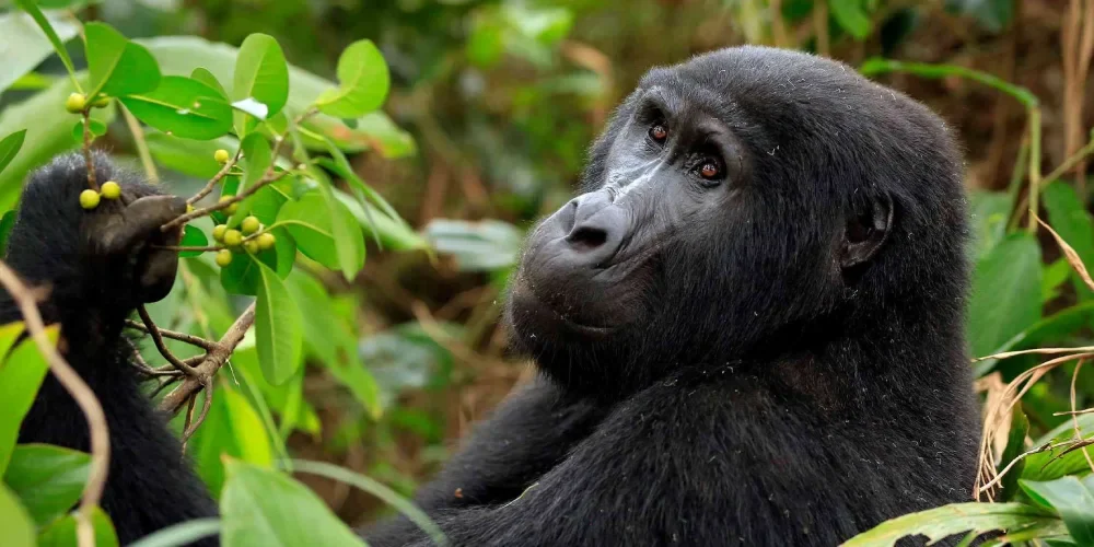 what-to-see-and-do-in-rwanda-2 what-to-see-and-do-in-rwanda-2