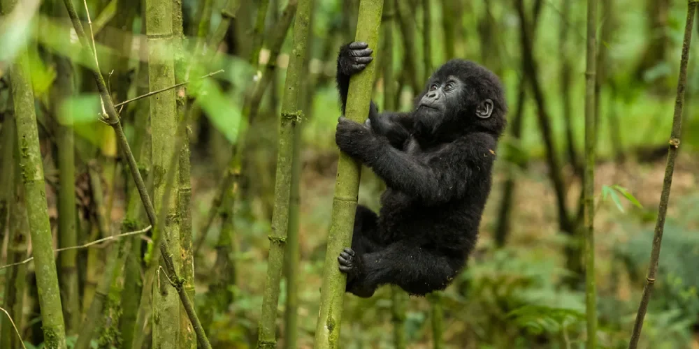 what-to-see-and-do-in-rwanda-4 what-to-see-and-do-in-rwanda-4
