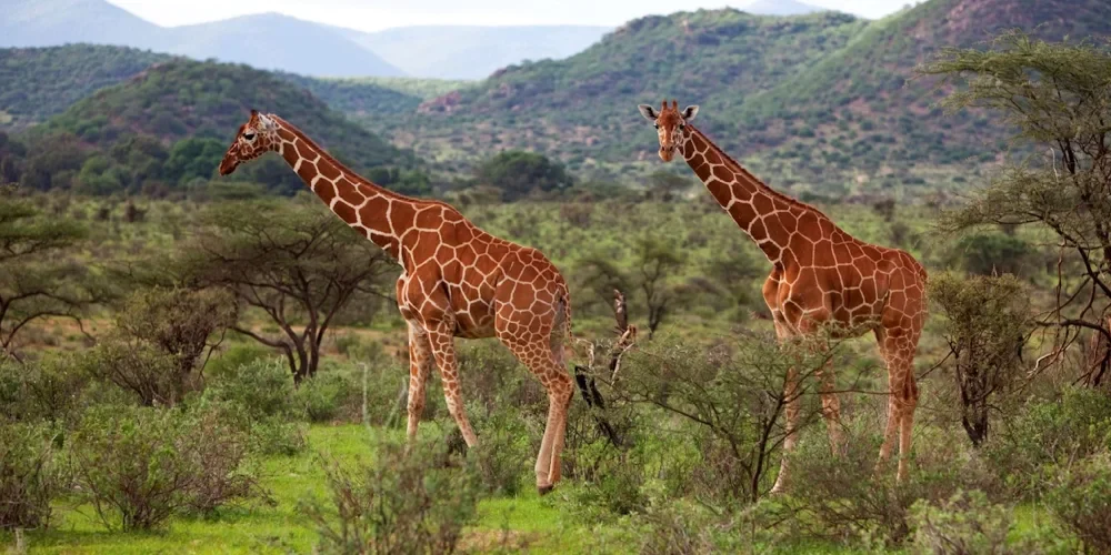 when-to-visit-kenya-1 when-to-visit-kenya-1