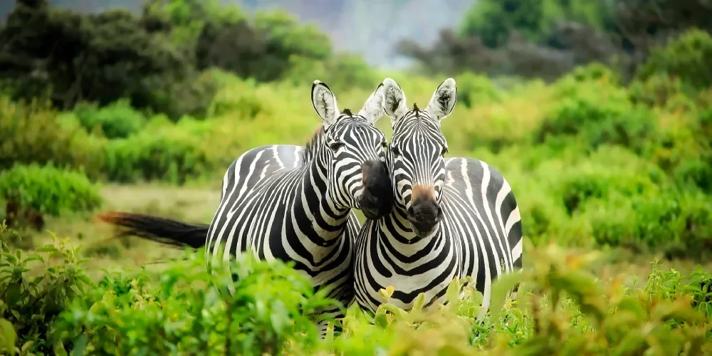 when-to-visit-kenya-2 when-to-visit-kenya-2