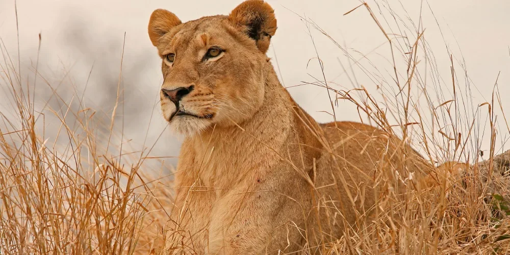 when-to-visit-kenya-3 when-to-visit-kenya-3