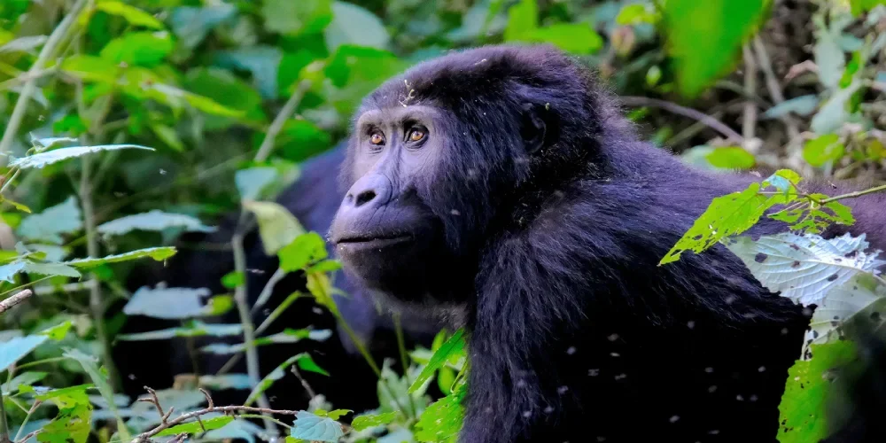 when-to-visit-rwanda-1