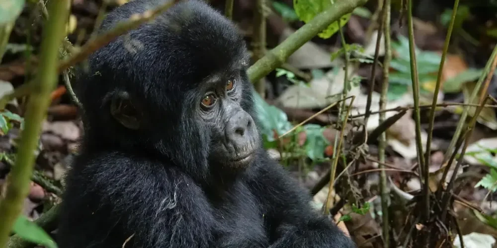 when-to-visit-rwanda-2