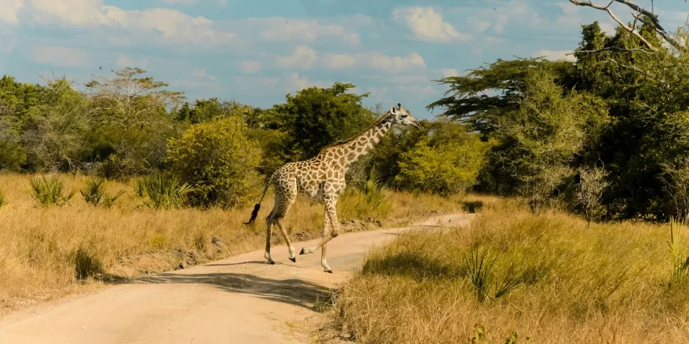 when-to-visit-tanzania-1
