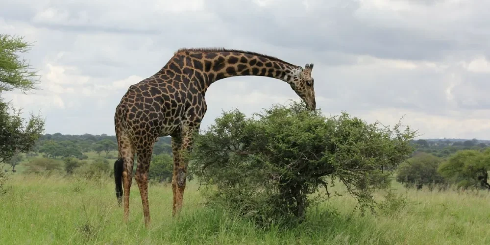 when-to-visit-tanzania-5